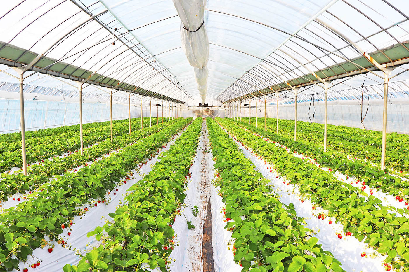 小林市の農園から美味しい完熟いちごをお届け画像